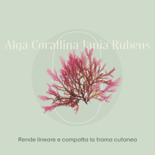 alga corallina